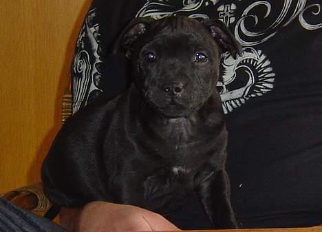 Staffordshire bull terrier Odin billede 4