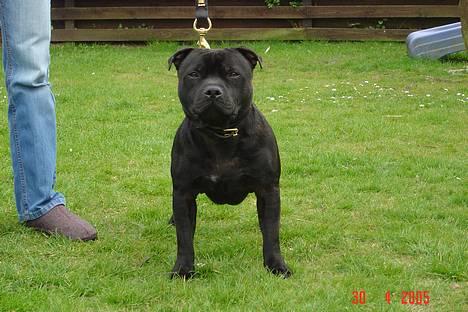 Staffordshire bull terrier Odin billede 6