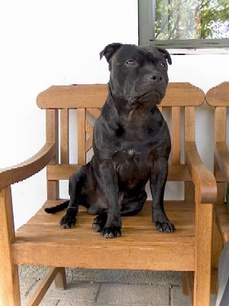 Staffordshire bull terrier Odin billede 7