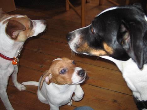 Dansk svensk gaardhund Nicki - mor, far og søn ( 19.9.2006 ) billede 9