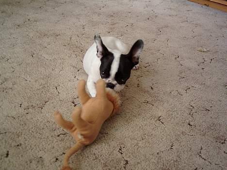 Fransk bulldog Hailie *Død* - Man er ved lidt af et rovdyr. billede 8