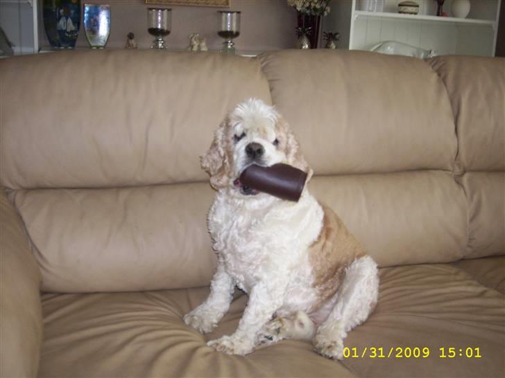 Amerikansk cocker spaniel Galaksi Rocket Man billede 1