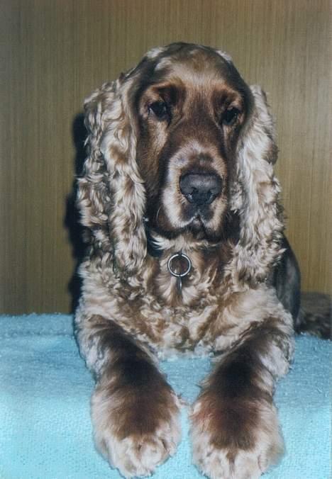Cocker spaniel Bastian - Det her er Bastian... han er "lidt" fotogen. billede 1