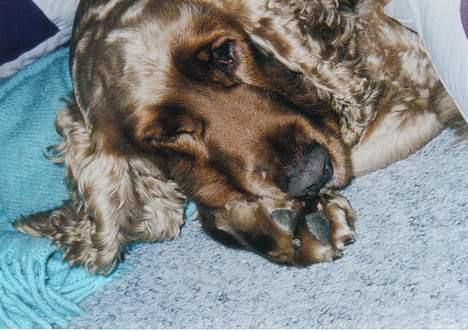 Cocker spaniel Bastian - En af Bastians yndlings desipliner: Rævesøvn   billede 3