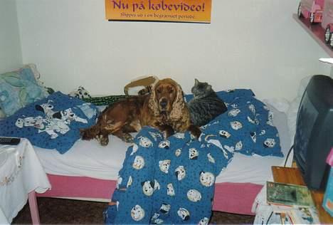 Cocker spaniel Bastian - Bastian må ikke være i sengen, men når katten må mener han også han må. billede 4