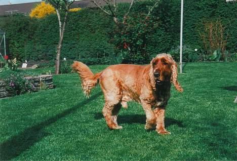 Cocker spaniel Bastian billede 2