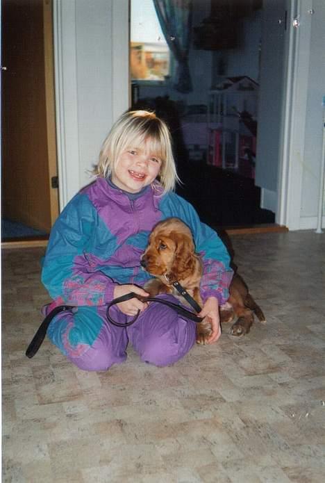 Cocker spaniel Bastian billede 5