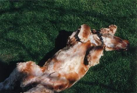 Cocker spaniel Bastian - NAAAARRHH grrrrrVov vov <---- Et eksempel på de lyde Bastian siger når han ruller sig. billede 7