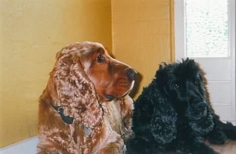 Cocker spaniel Bastian - Bastian og hans ven Chang (den sorte hund) billede 8