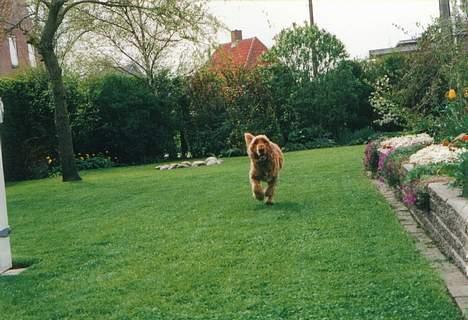 Cocker spaniel Bastian - Hund til undsætning... :-) billede 9