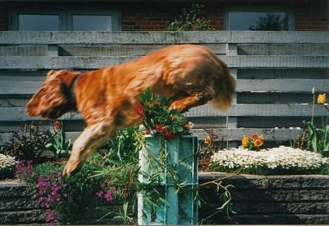 Cocker spaniel Bastian - Super dog..    billede 10