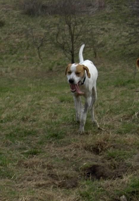 Blanding af racer Tikko billede 5