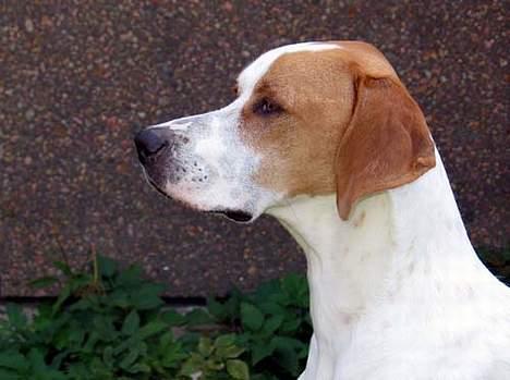 Blanding af racer Tikko billede 6