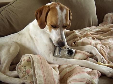 Blanding af racer Tikko billede 7