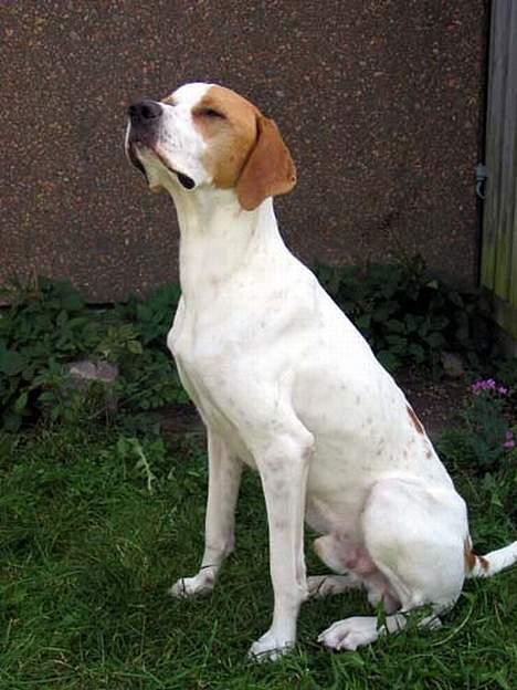 Blanding af racer Tikko billede 8