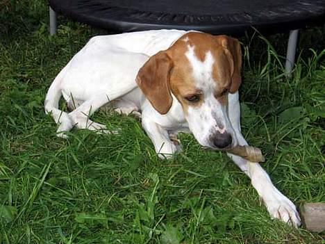 Blanding af racer Tikko billede 9