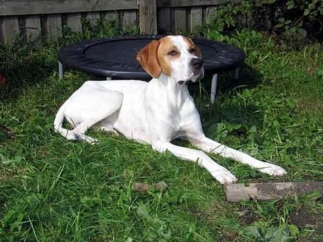 Blanding af racer Tikko billede 10