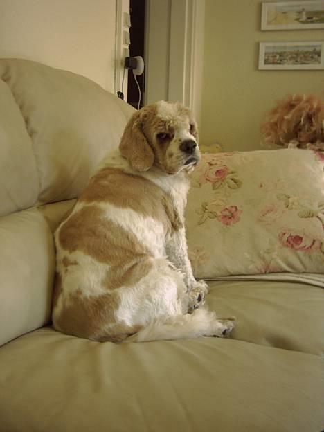 Amerikansk cocker spaniel Galaksi Rocket Man - åhh mor lige 5 min mere... billede 2