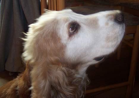 Cocker spaniel Buller *død* - Bullers kønne hoved, vi er blevet lidt gråhåret billede 1