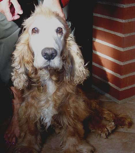 Cocker spaniel Buller *død* - Buller igen billede 2