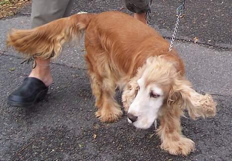 Cocker spaniel Buller *død* - Buller på tur billede 3
