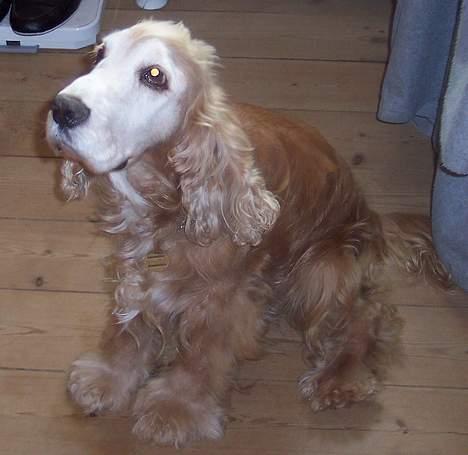 Cocker spaniel Buller *død* - Min Buller mus billede 4