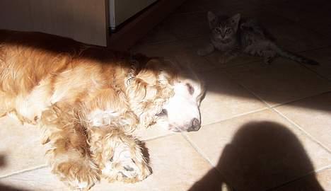 Cocker spaniel Buller *død* - Buller og Killing billede 5