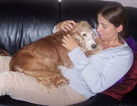 Cocker spaniel Buller *død* - Buller og Mig billede 6