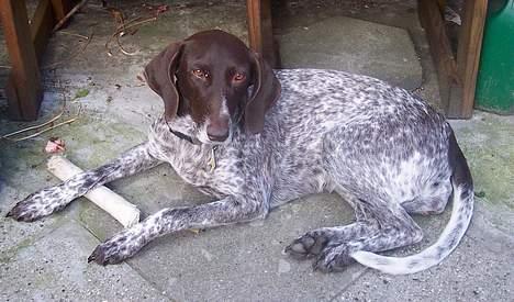 Gammel dansk hønsehund Ronja - Ronja med kødben billede 1