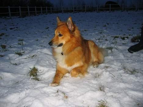 Islandsk fårehund Jaki - Ligner jeg ikke bare en tapper slædehund i den dybe sne???.... billede 5