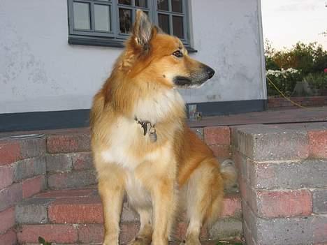 Islandsk fårehund Jaki - Her ser i så herrens profil!... Læg lige mærke til den måde jeg sidder på trappen! Sårn gør jeg altid ;) billede 7