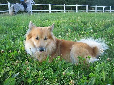 Islandsk fårehund Jaki - Her ligger jeg så og hygger mig mens jeg holder øje med hestene der rider rundt!.... billede 8