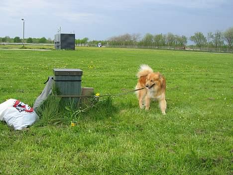 Islandsk fårehund Jaki - Jeg er med over alt! Her er jeg med til St. Bededagsstævnet for heste!... Jeg er ikke helt tilfreds med at være bundet og stå alene!... billede 9