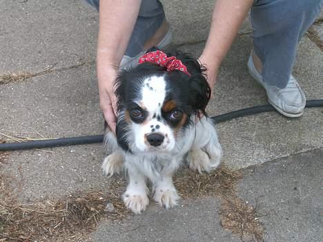 Cavalier king charles spaniel Allways Almighty Xelma RIP Himmelhund. - tag det lige af igen....NU billede 6