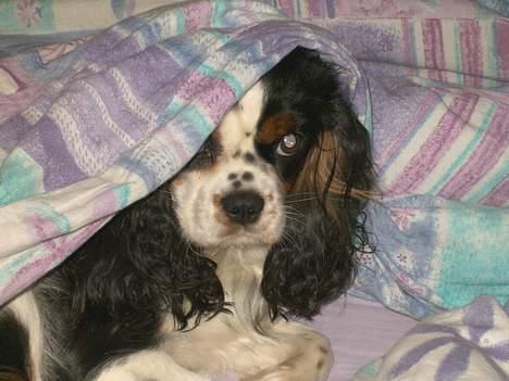 Cavalier king charles spaniel Allways Almighty Xelma RIP Himmelhund. - hvis jeg gemmer mig her..... billede 7
