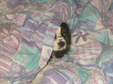 Cavalier king charles spaniel Allways Almighty Xelma RIP Himmelhund. - ........kan jeg nok snuppe en time mere billede 8