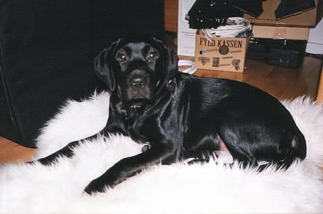 Labrador retriever Mickey - Sådan ser man ud i dag, lækker ikke? billede 1