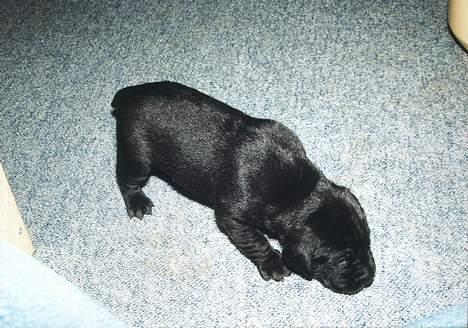 Labrador retriever Mickey - Her var jeg ikke ret gammel billede 2