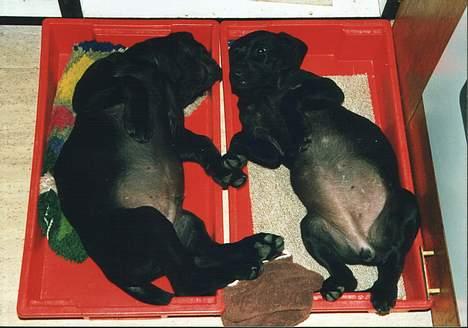 Labrador retriever Mickey - Her putter jeg sammen med min søster billede 3