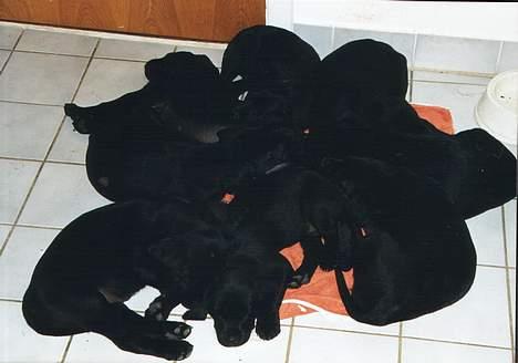 Labrador retriever Mickey - Alle min søskene da vi var små billede 4