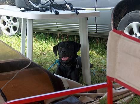 Labrador retriever Mickey - Mickey elsker at være med når mor og far er på camping billede 5