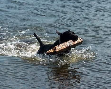 Labrador retriever Mickey - En dejlig tur i det våde element billede 6