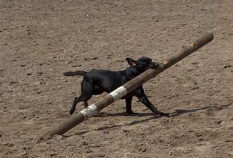 Labrador retriever Mickey - Man hjælper gerne mor med at ryde op på springbanen billede 7