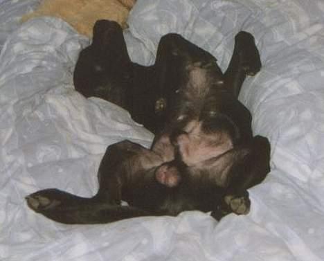 Labrador retriever Mickey - Og når det kommer til afslapning, er man mester i at sove billede 8