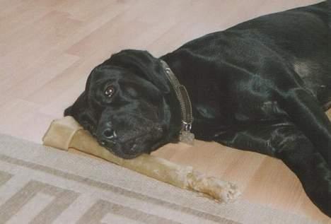 Labrador retriever Mickey - Det er mit:-) billede 9