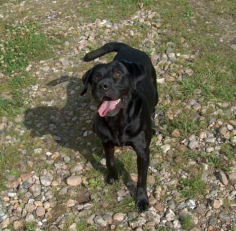 Labrador retriever Mickey - En frisk hund altid klar til leg billede 10