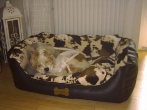 Amerikansk cocker spaniel Galaksi Rocket Man - uha den er god den flotte nye seng jeg har fået... billede 3