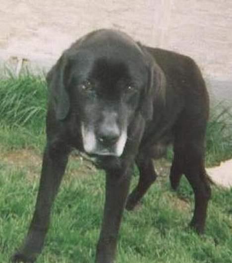 Labrador retriever Teglgaardens Lady *DØD* - Mit dyrebarest eje... Min dejlige hund Lady.. billede 1