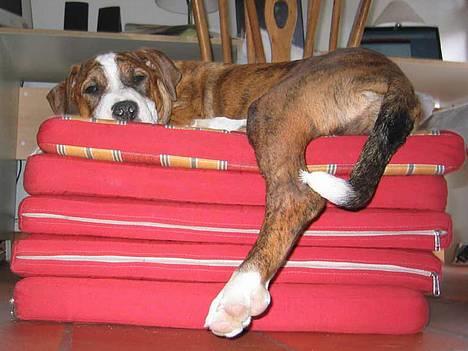 Amerikansk staffordshire terrier Nala - ZZZZZZZZZZZZZZZZZZZZZZ så lad mig da ligge i fred! billede 5