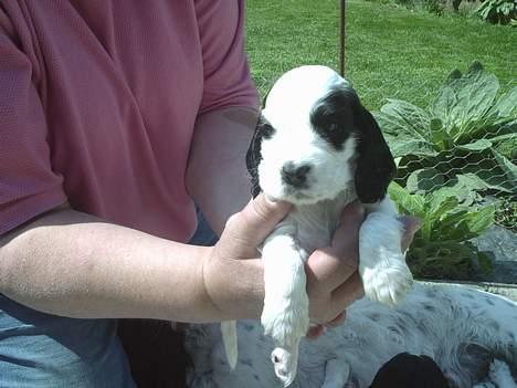 Cocker spaniel musse - 8 uger gammel  billede 1